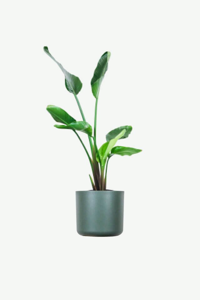 plants ecommerce product featured img 4 plants ecommerce product featured img 4