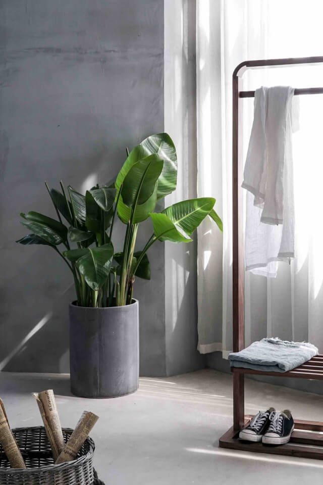 plants shop product gallery img 12 plants shop product gallery img 12